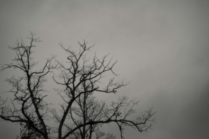dark tree