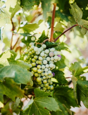 bearing fruit