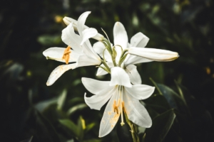 lillies