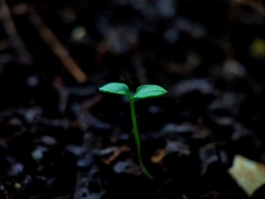 seedling