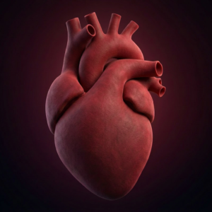 heart real