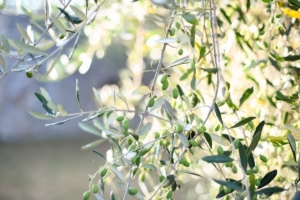 olive tree