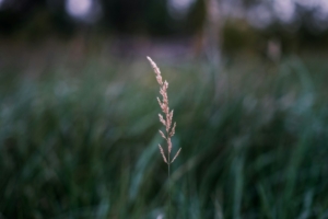 single plant